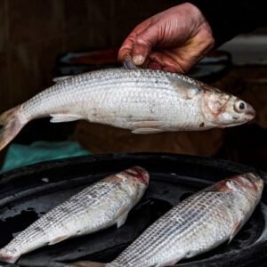 Salted Fish (Fasikh)  ● KG سمك فسيخ ( سردين - براميل -هولندي )